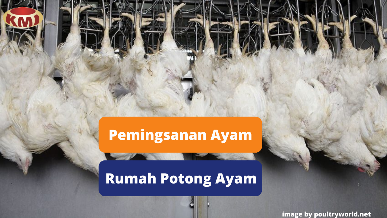 Berikut Inilah Proses Pemingsanan Ayam Broiler di Rumah Potong Ayam